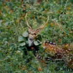 Chttal stag adorning himself with lantana