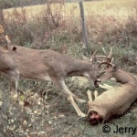 Locked antlers, and a fatal outcome for one deer.