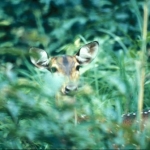 One axis deer doe in a lantana bush