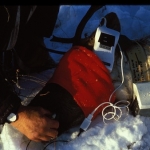 Immobilized caribou being monitored with a pulse oximeter