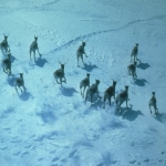 caribou running on lake in northern Alberta, Canada