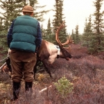 A collared caribou bull recovers, watched by Jerry Haigh