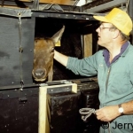 Elk haltering in chute