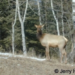 Cow wapiti (N. American elk)
