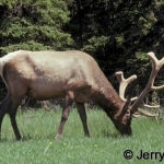 Wild bull wapiti
