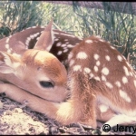 White-tailed deer fawn, 2 days old