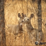White-tailed deer does in woodland