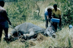 Elephant, Rhino, Hippo