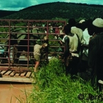 Loading an elephant on to the