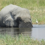 Delta-ele-bull-wallow-72