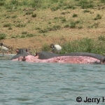 albino hippo