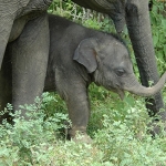 baby-ele-under-mum72