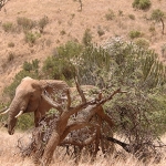 borana-ele-flowers72-