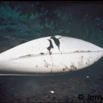 canoe with hippo bite