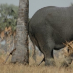 Bourassas palm provides a scratching post