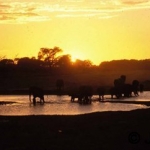 Elephant sunset