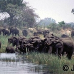 Herd in the river