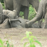 ele-mud-bath-72-