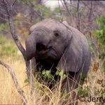young elephant