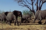 eles-march-down-to-water-crop72