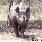 black rhino and red-billed oxpeckers