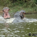 And another view of that fight