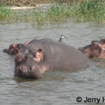 Hippo roost for pied kingfisher