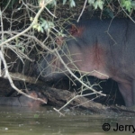 Hippo and brand new young