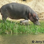 Hippo and small calf