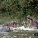 Another view of the hippo fight