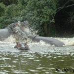 Hippos fighting
