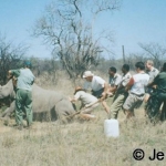 Pulling down darted white rhino 1997