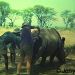 Treating white rhino 1967