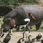 Saddlebilled stork, long-tailed cormorants and hippo