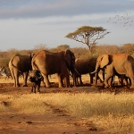 sunset-eles-buff-zebra72.2