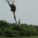 05-hammerkop-nest-and-water-72-copy