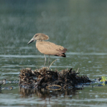 Hammerkop