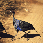 Vulturine Guinea Fowl