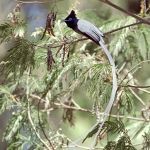 Male Paradise Fly catcher