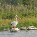 Pelican on rock