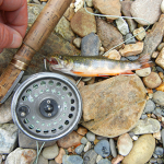 Gaspe brook trout