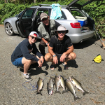 Pink salmon Campbell River