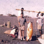 George-Murray-golden-perch-1961-300