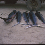 Auctioned sailfish Zanzibar