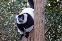 Madagascar 2018