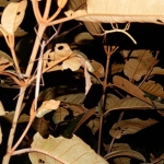 2 stick insect species
