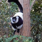 B&W ruffed lemur