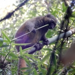 Golden bamboo lemur