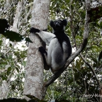 Indri