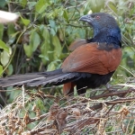 Malagasy coucal